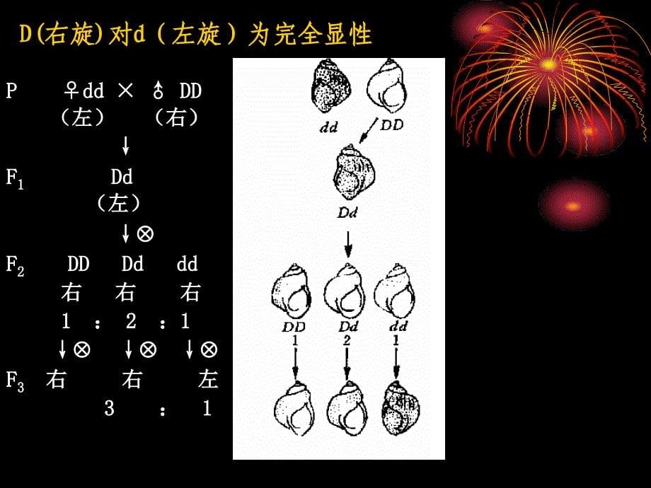 母性影响和母性遗传_第5页