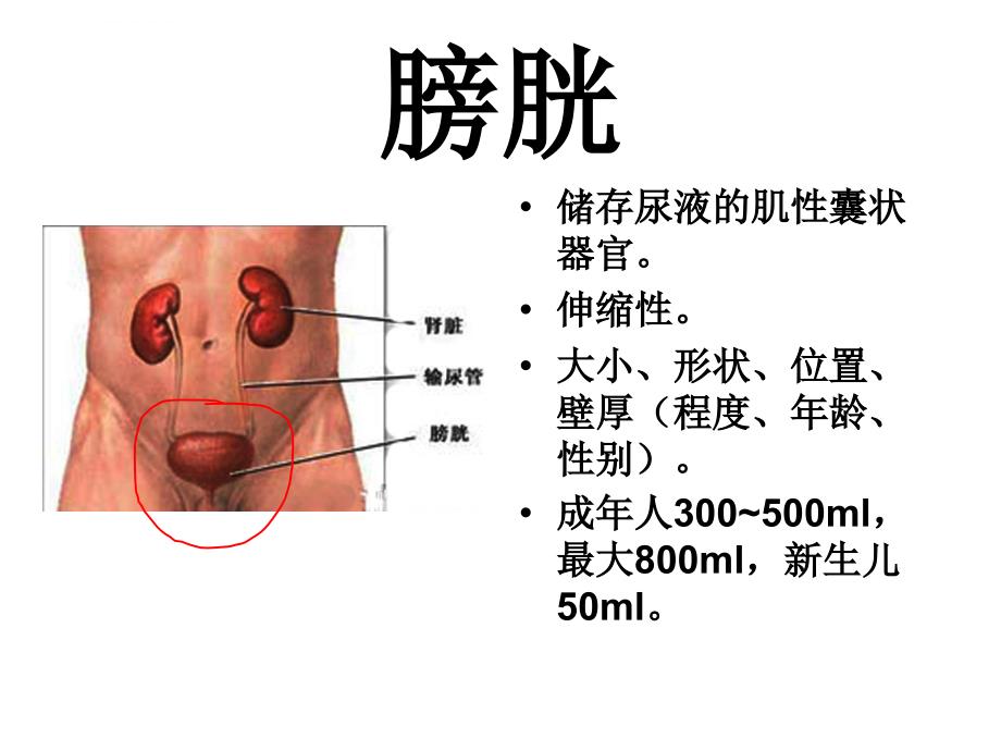 膀胱解剖及临床ppt课件_第2页