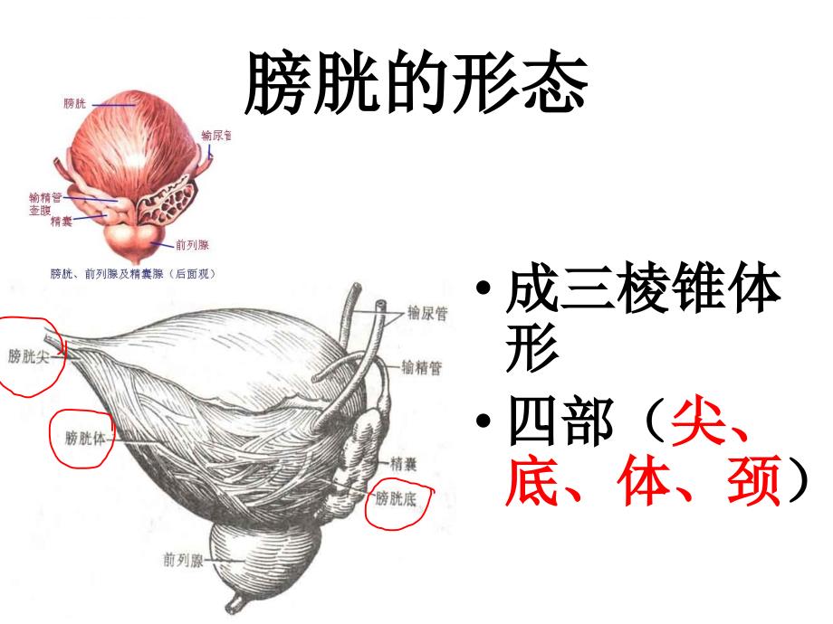 膀胱解剖及临床ppt课件_第3页