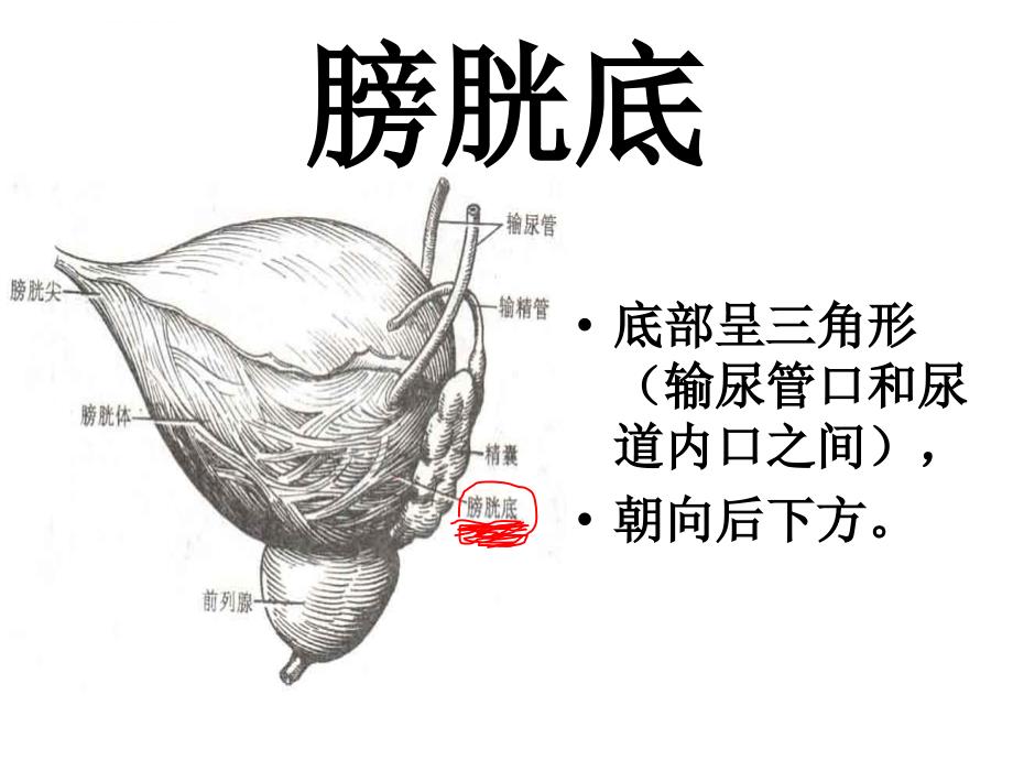 膀胱解剖及临床ppt课件_第4页