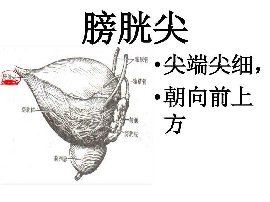 膀胱解剖及临床ppt课件_第5页