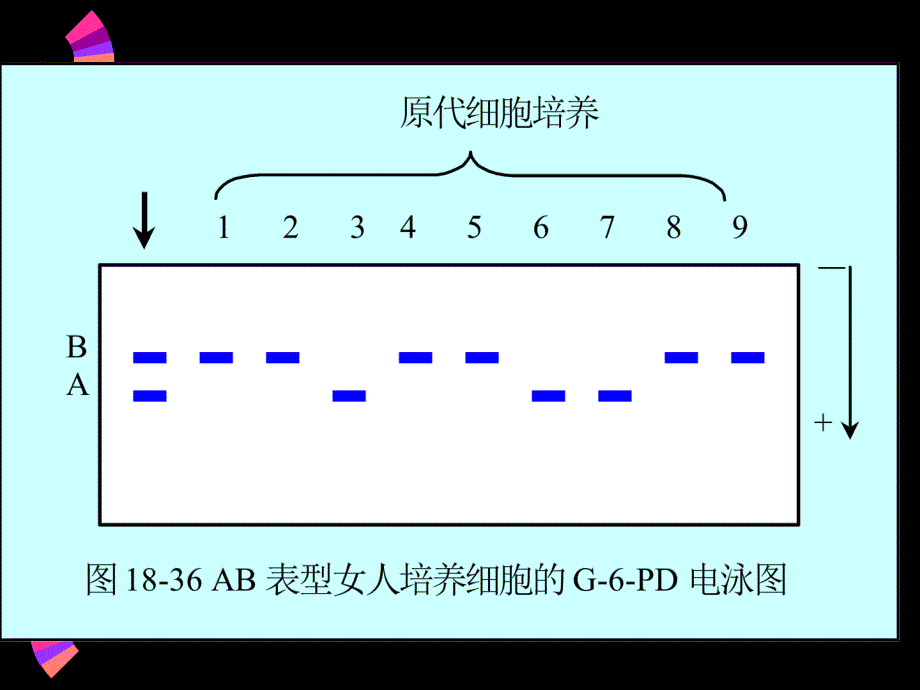 第三节染色质水平调控_第4页