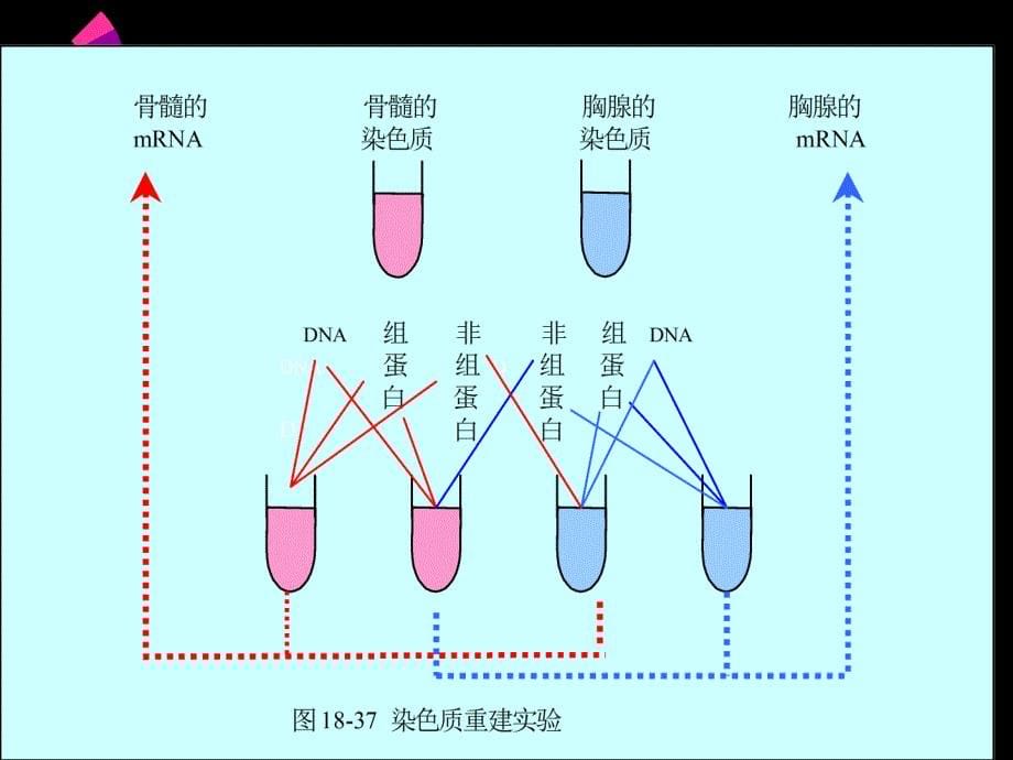 第三节染色质水平调控_第5页