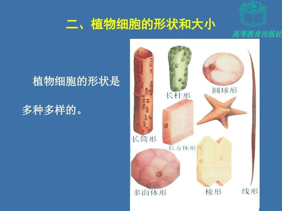 植物体器官的结构和功能课件_第5页