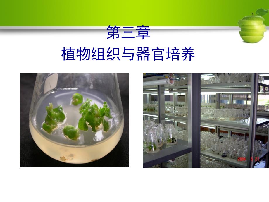 植物组织与细胞培养课件_第1页