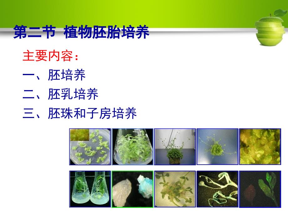 植物组织与细胞培养课件_第3页