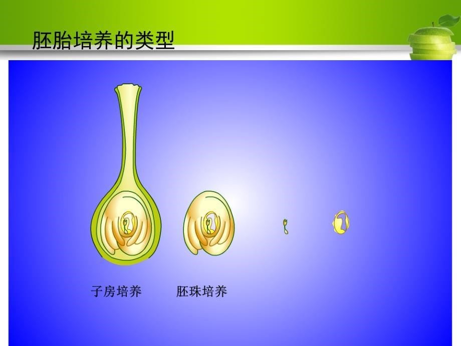 植物组织与细胞培养课件_第5页