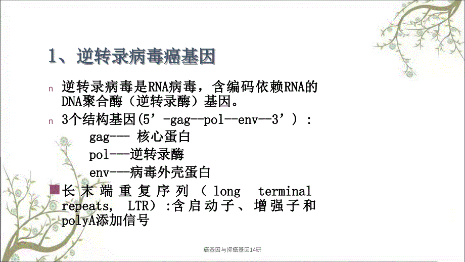 癌基因与抑癌基因14研课件_第4页