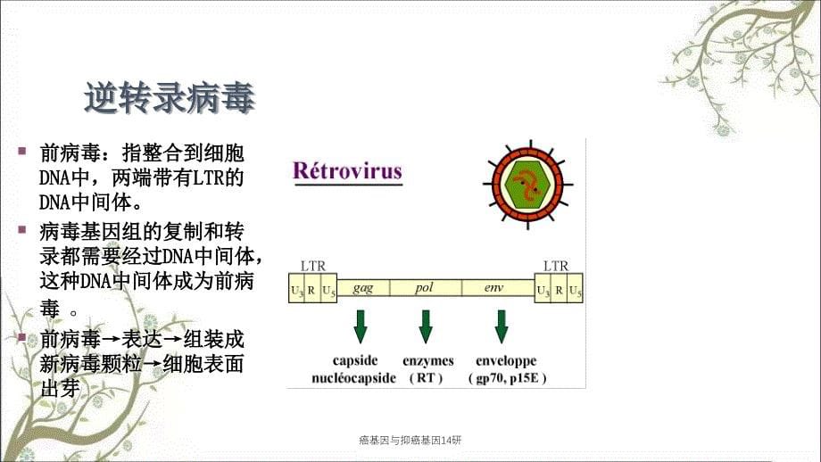 癌基因与抑癌基因14研课件_第5页