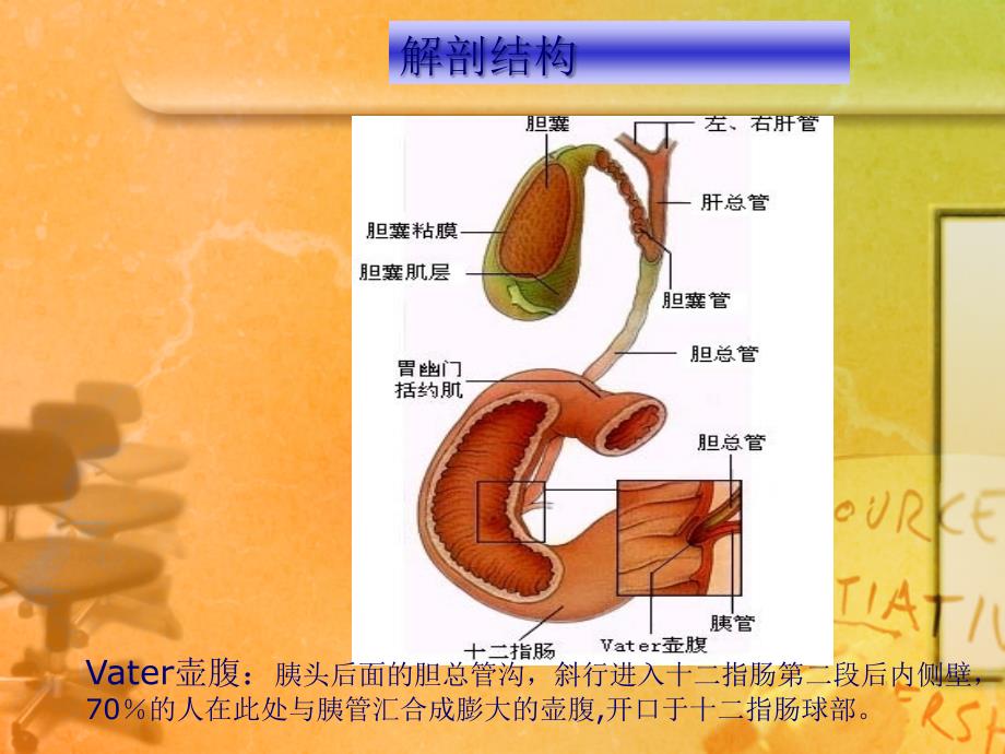 胆道疾病病人护理-外科护理学课件_第4页