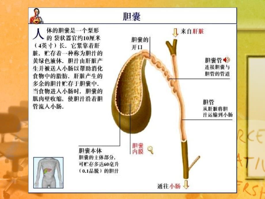 胆道疾病病人护理-外科护理学课件_第5页