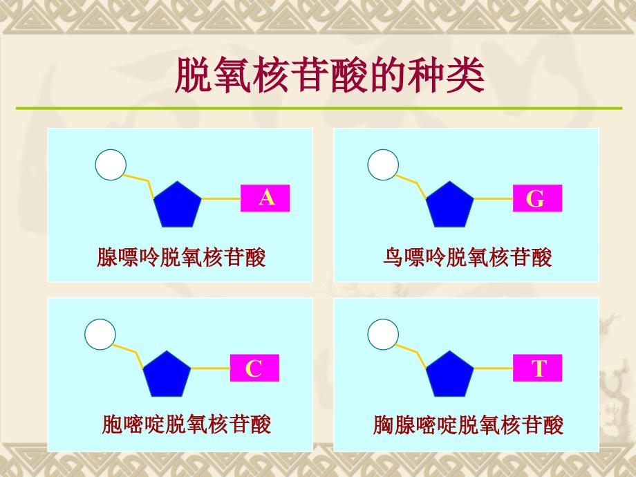 1版DNA分子的结构2_第3页