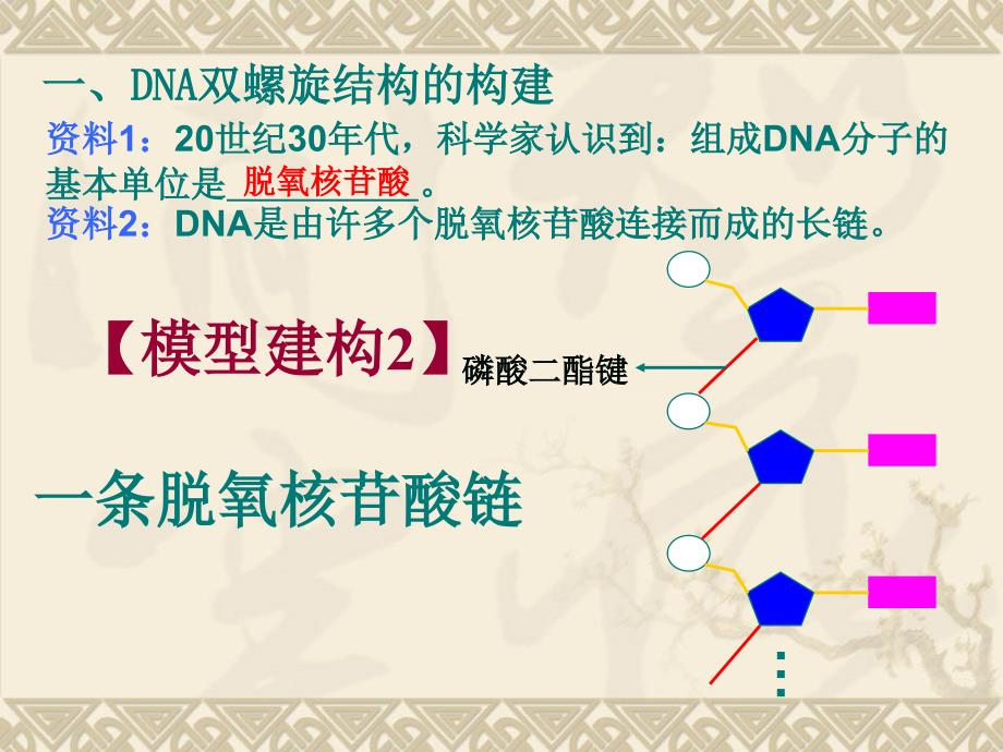 1版DNA分子的结构2_第4页