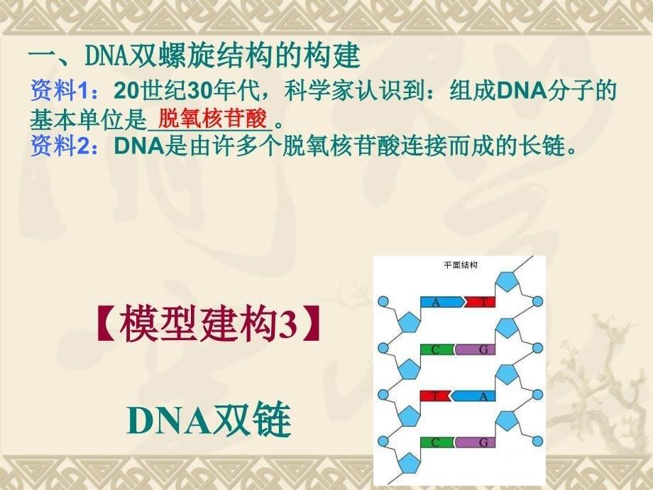 1版DNA分子的结构2_第5页