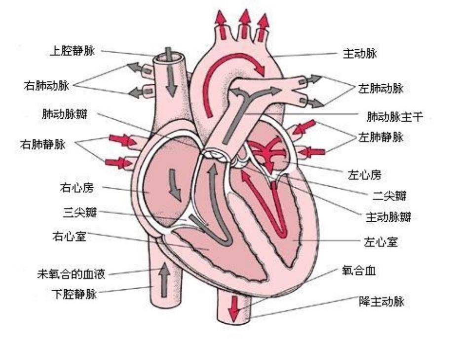 妊娠合并肺动脉高压的麻醉处理_第2页