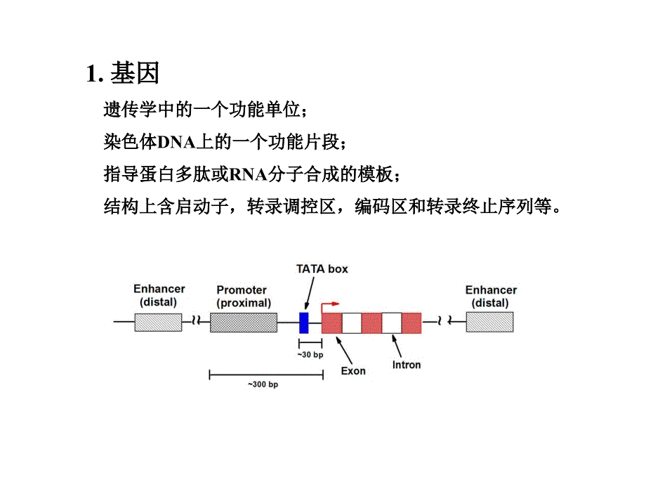 分子生物学1PPT课件_第2页