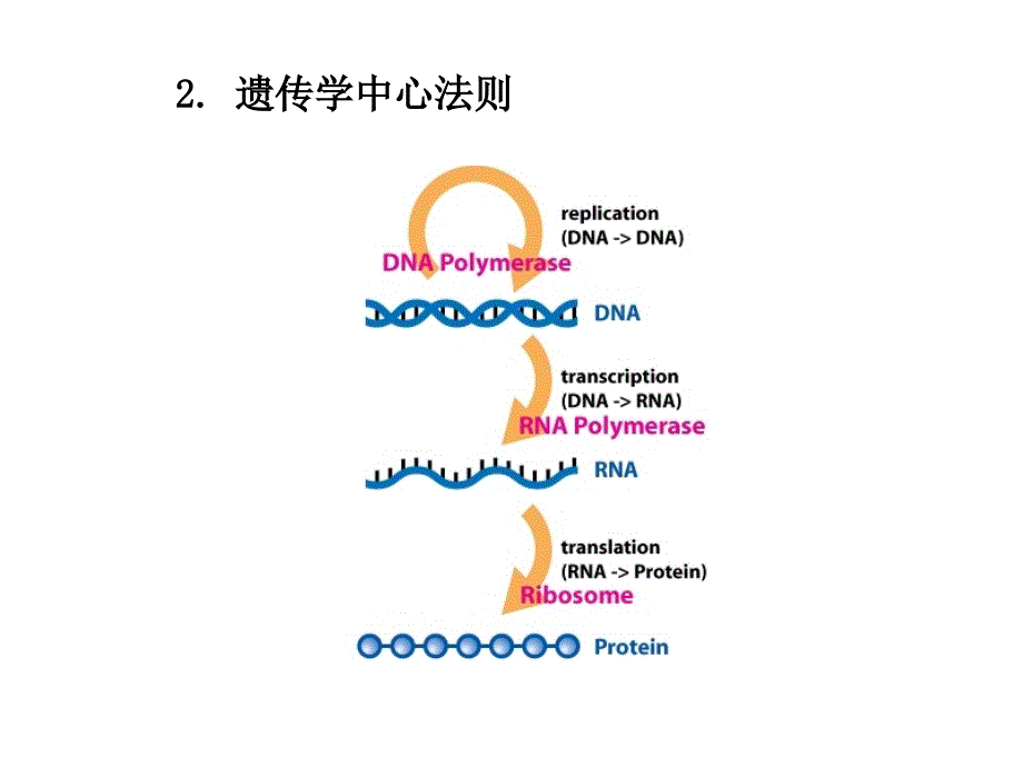 分子生物学1PPT课件_第3页