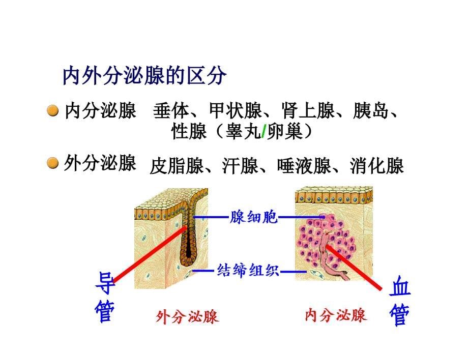 专题27 通过激素的调节 神经调节和体液调节的关系_第5页