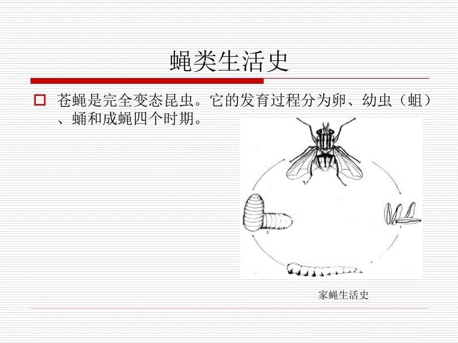 蝇类防制-常见成蝇的形态特征课件_第5页