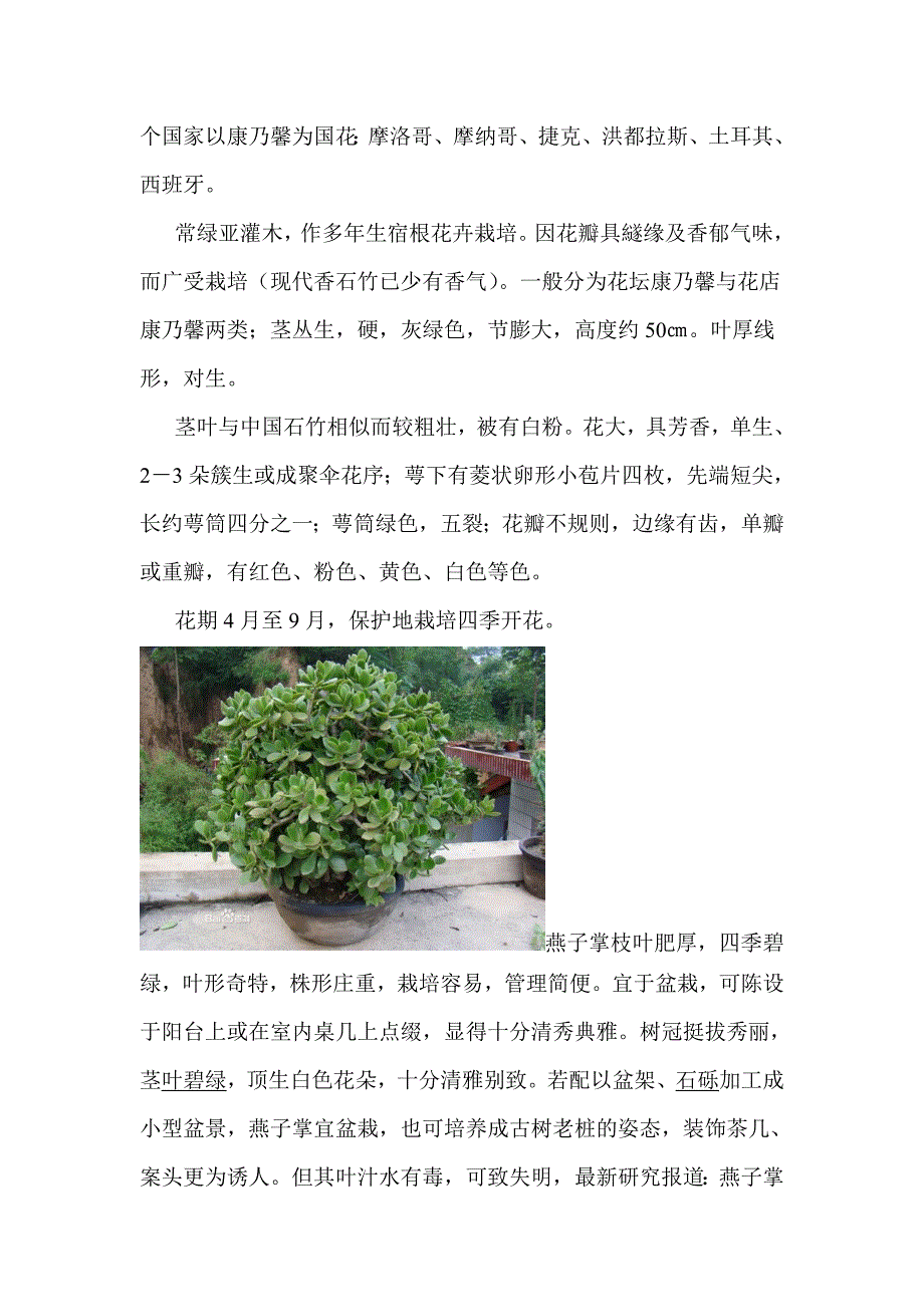 花卉市场调查.doc_第4页