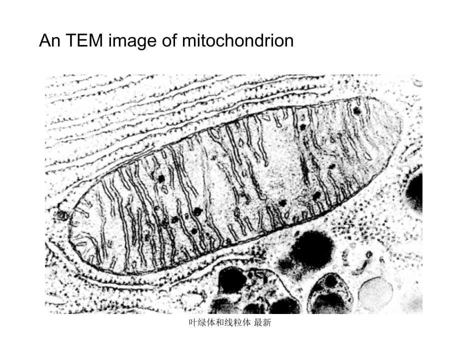 叶绿体和线粒体 课件_第5页