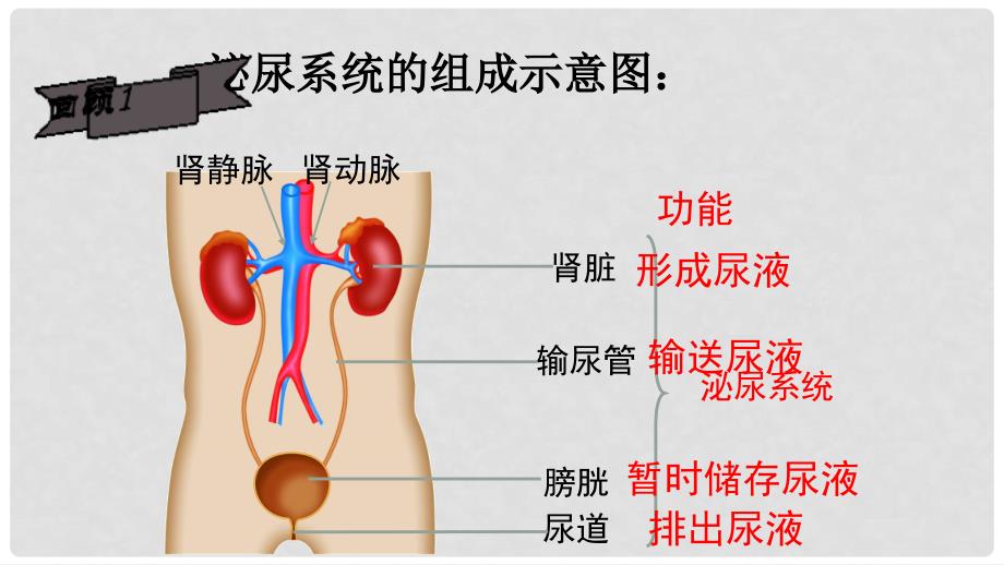 广东省河源市七年级生物上册 4.5 人体内废物的排出（第2课时）课件 （新版）新人教版_第2页