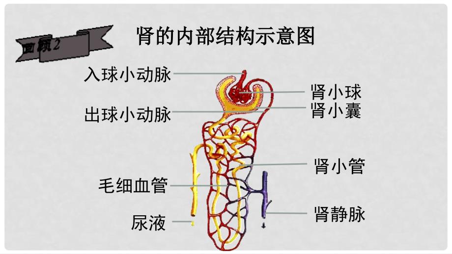 广东省河源市七年级生物上册 4.5 人体内废物的排出（第2课时）课件 （新版）新人教版_第3页