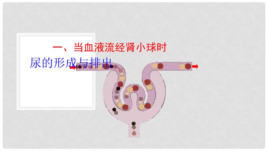 广东省河源市七年级生物上册 4.5 人体内废物的排出（第2课时）课件 （新版）新人教版_第4页