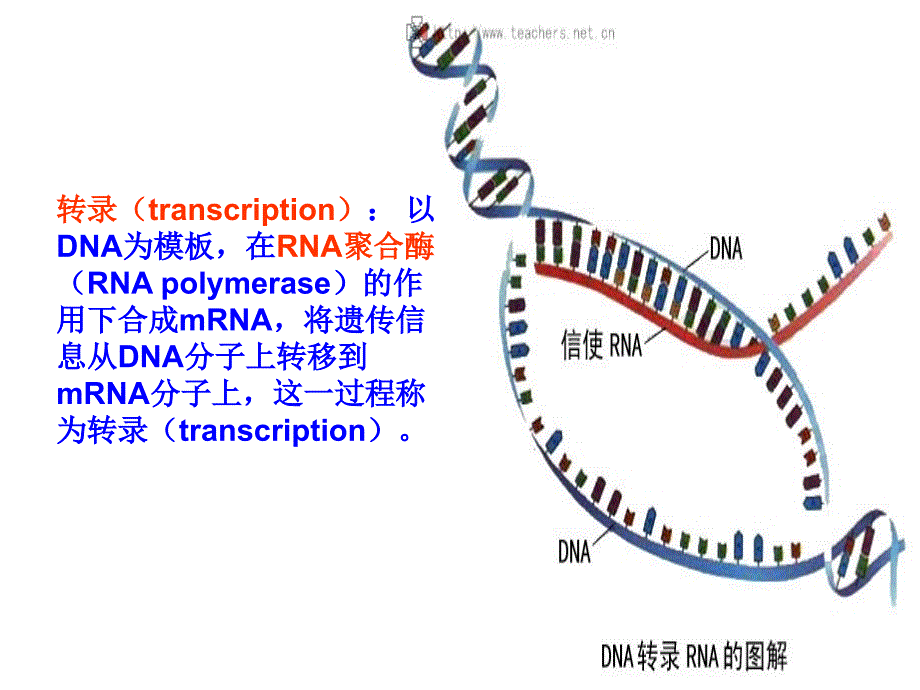 516作坊发育生物学_第4页