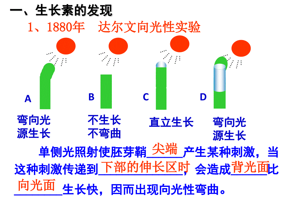 植物的激素调节一轮复习(自制).ppt_第4页