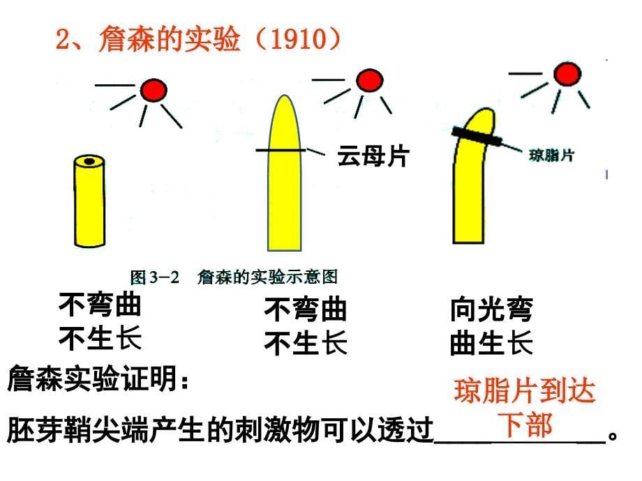 植物的激素调节一轮复习(自制).ppt_第5页