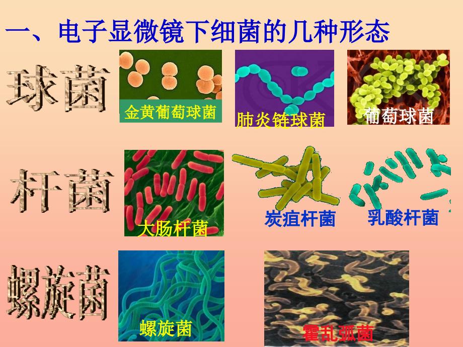 六年级科学上册细菌课件2青岛版_第4页