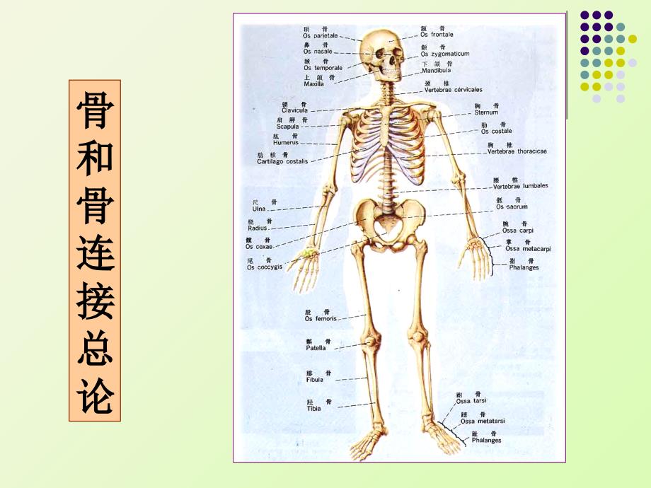 人体组织解剖学运动系统_第4页