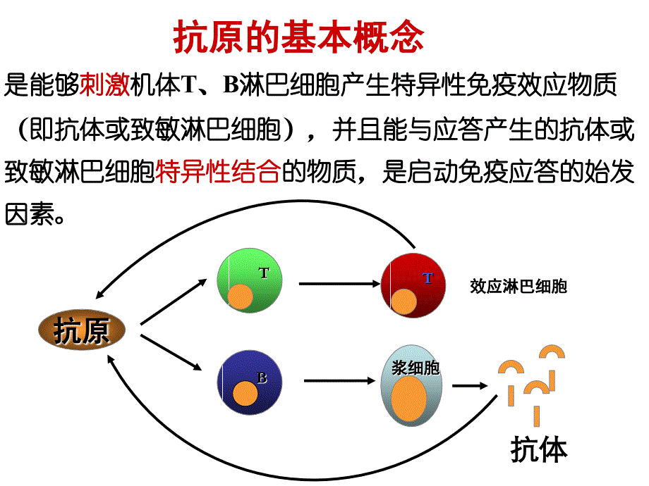 抗原AntigenAg_第4页