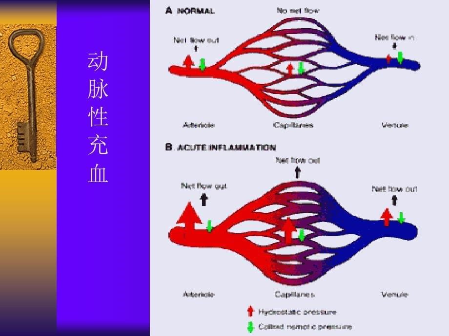 局部血液循环障碍课件_第5页