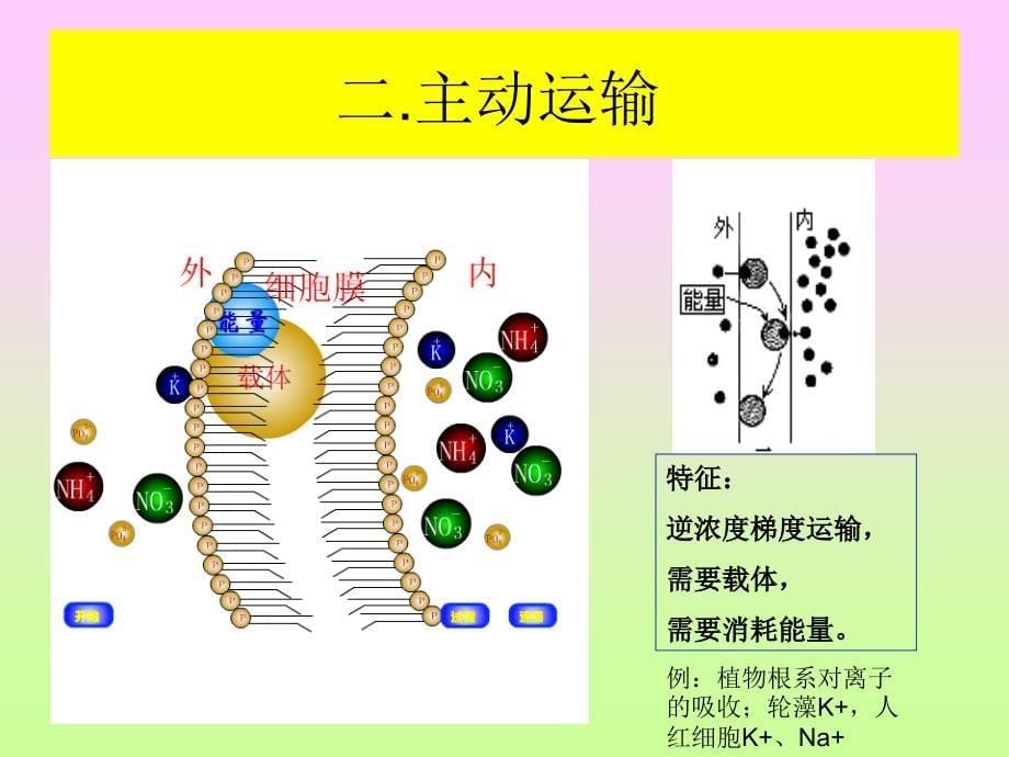 细胞的物质输入和输出物质跨膜运输的方式.ppt_第5页