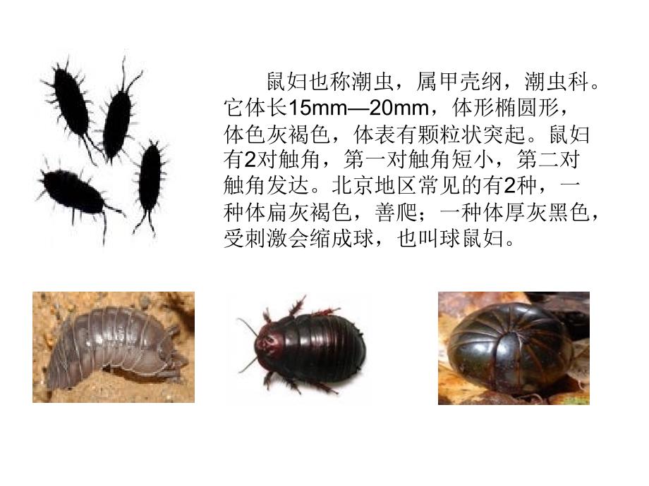 第一节常用的生物学研究方法2年8月17日精品教育_第3页