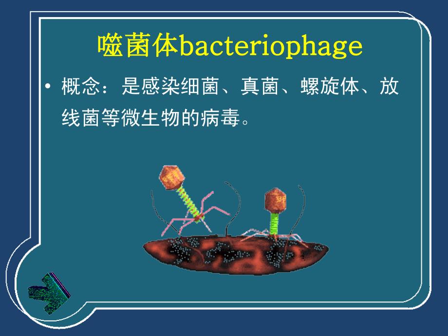 噬菌体、细菌的遗传和变异_第2页