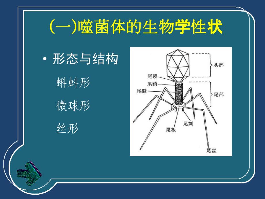 噬菌体、细菌的遗传和变异_第4页