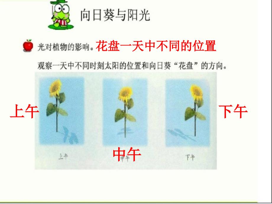 冀教版五年级科学上册6《葵花向阳》_第3页