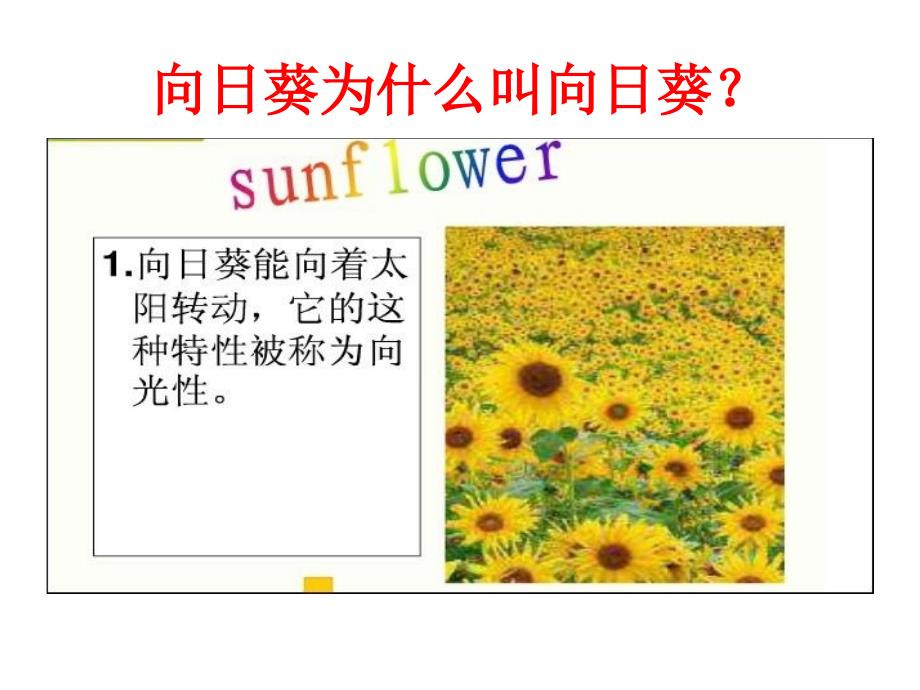 冀教版五年级科学上册6《葵花向阳》_第4页