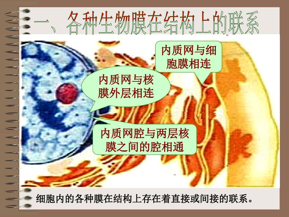 细胞的生物膜系统经典PPT课件_第3页