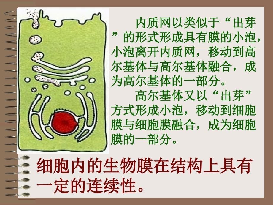 细胞的生物膜系统经典PPT课件_第5页