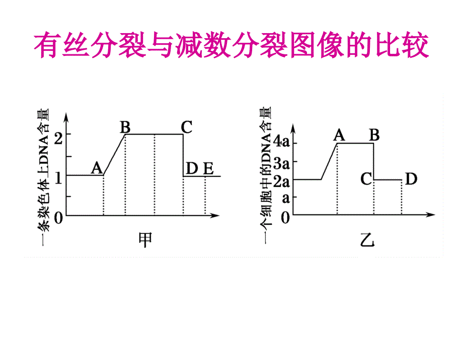 有丝与减数细胞图像辨析的比较_第1页