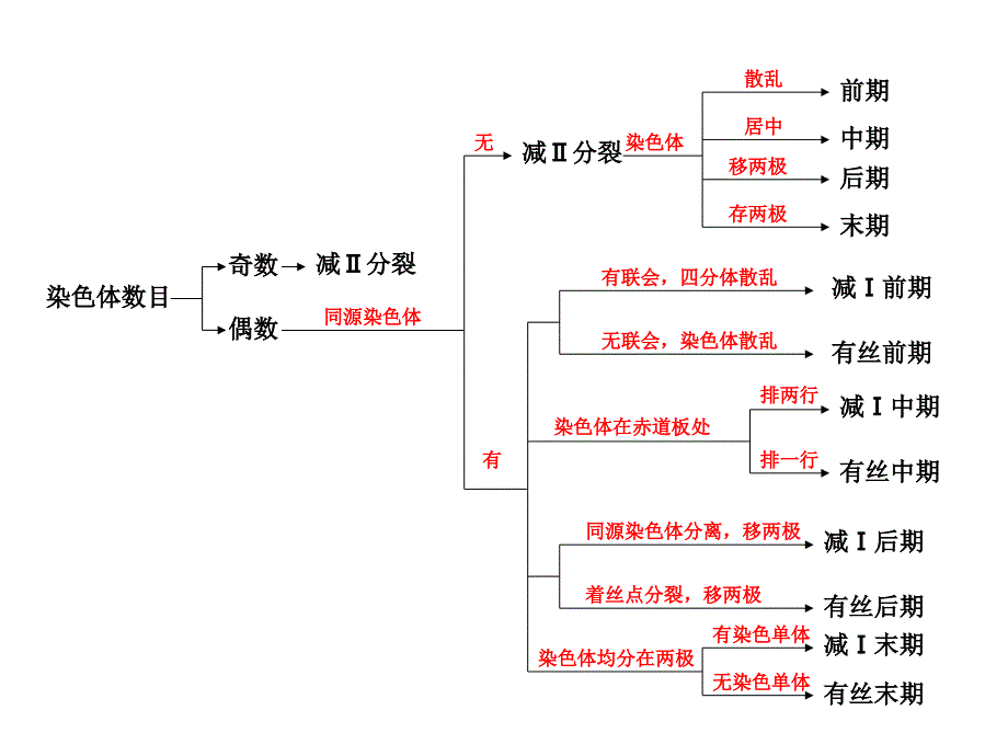 有丝与减数细胞图像辨析的比较_第3页