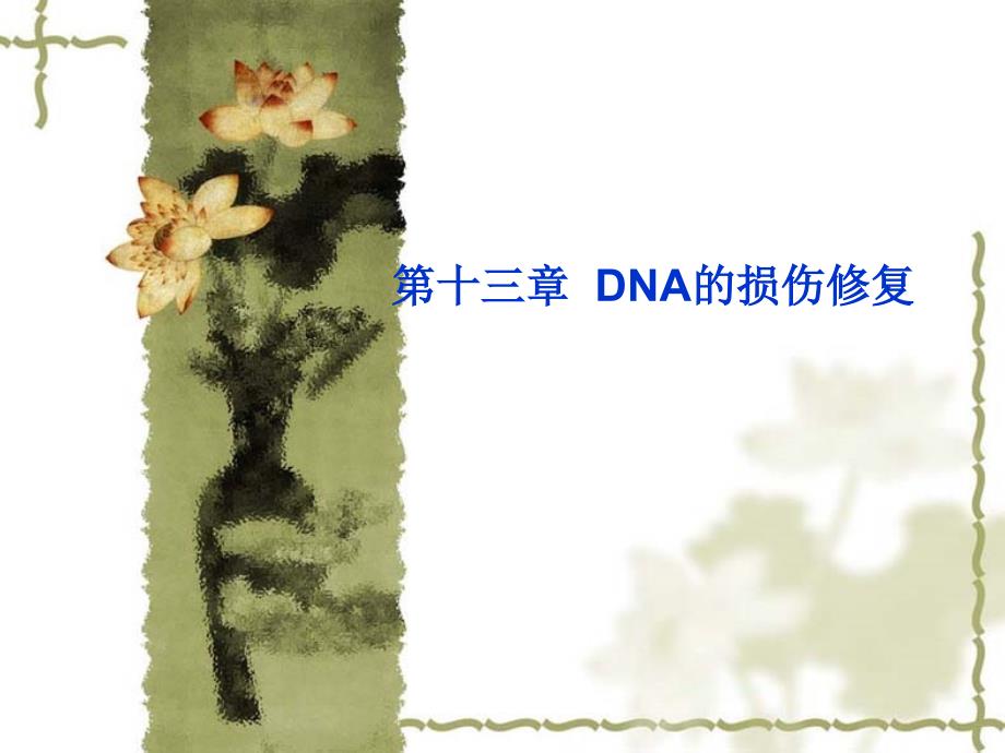 第十三部分DNA的损伤修复教学课件_第1页