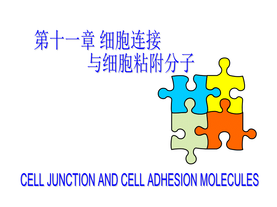 细胞生物学教程第十一章+细胞连接与细胞粘附分子_第1页