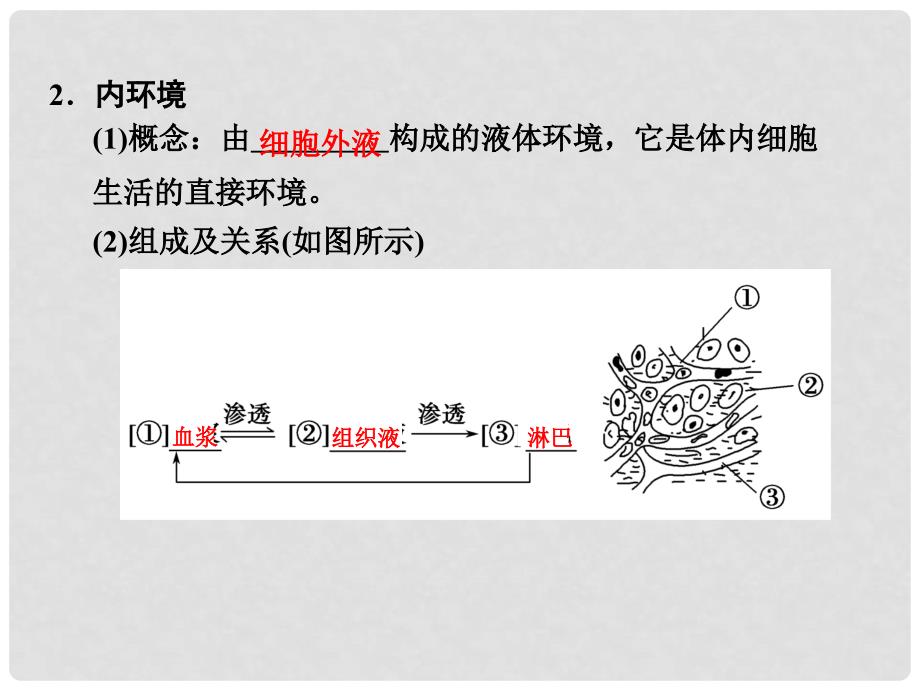 高中生物 11细胞生活的环境课件 新人教版必修3_第4页