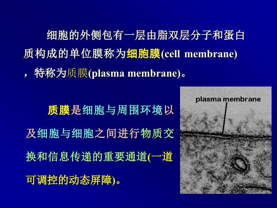 第04章 细胞质膜与细胞表面_第2页