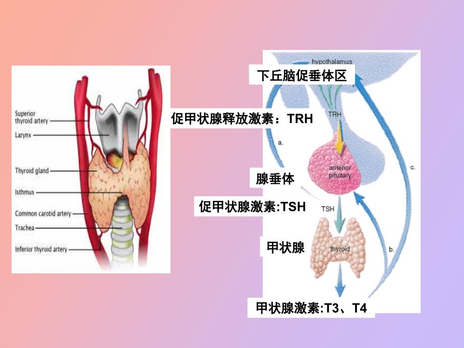 甲心病的护理_第2页